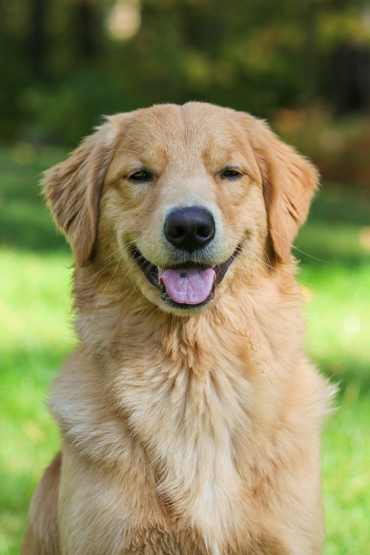 Un perro golden retriever